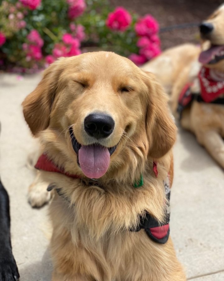 Emotional support service dog Georgia
