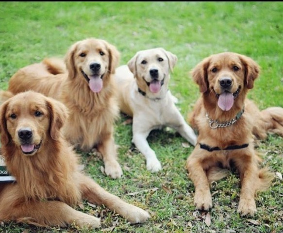 Basic Obedience Dog Training Atlanta Georgia