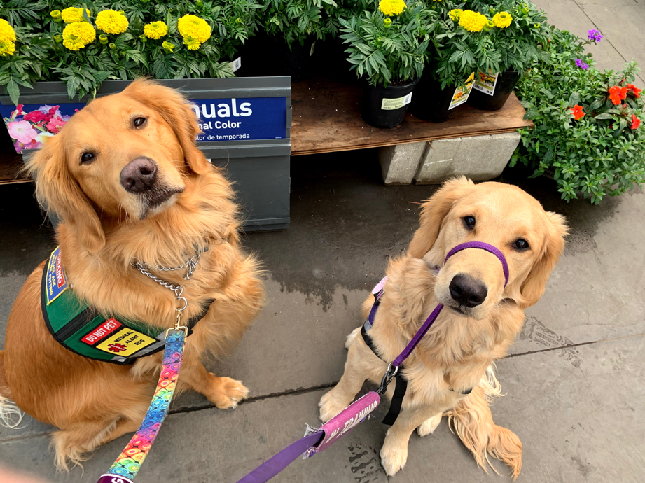 Public Access Dog Training Atlanta Georgia