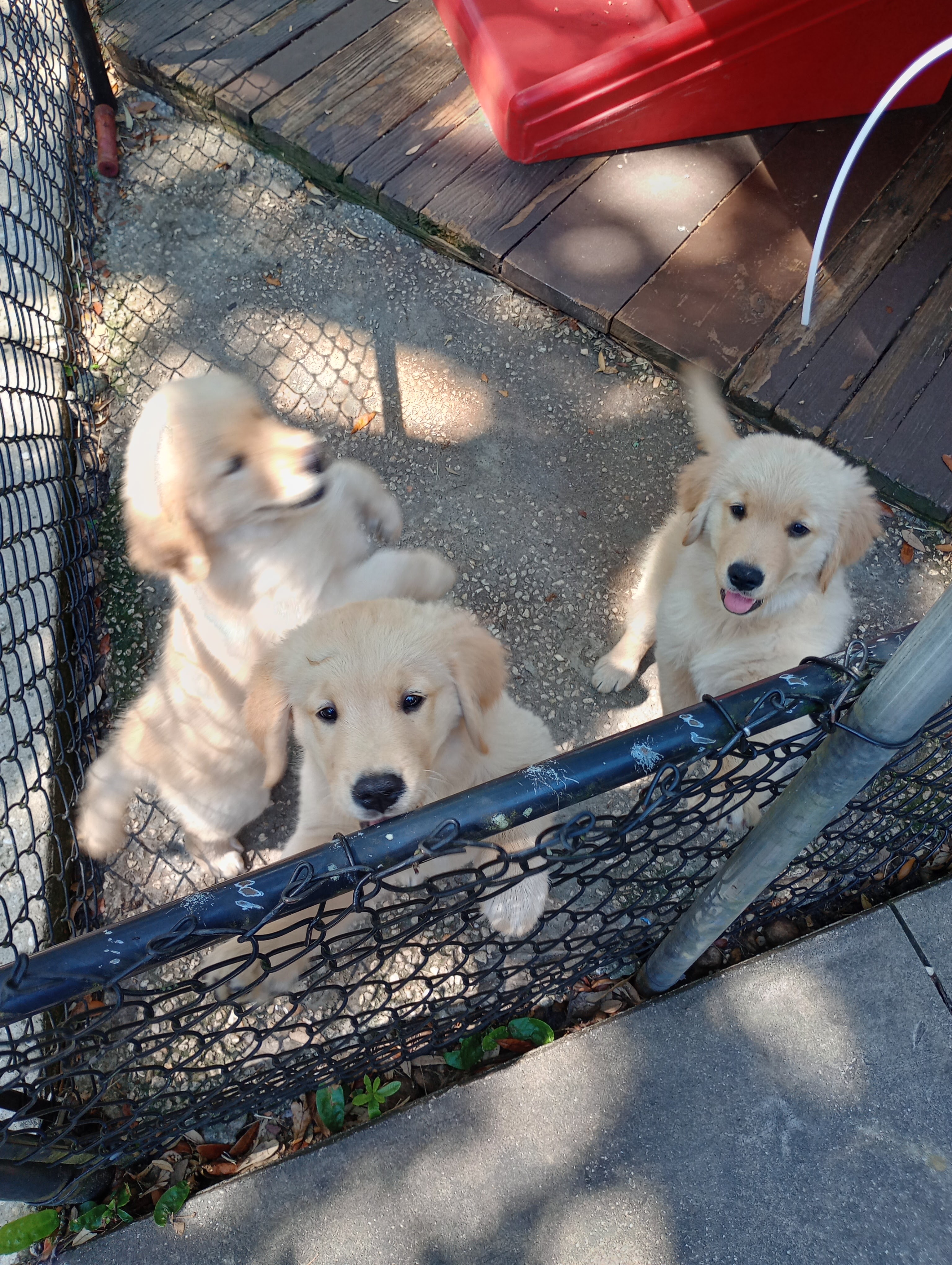 Service dog puppies breeding program Atlanta