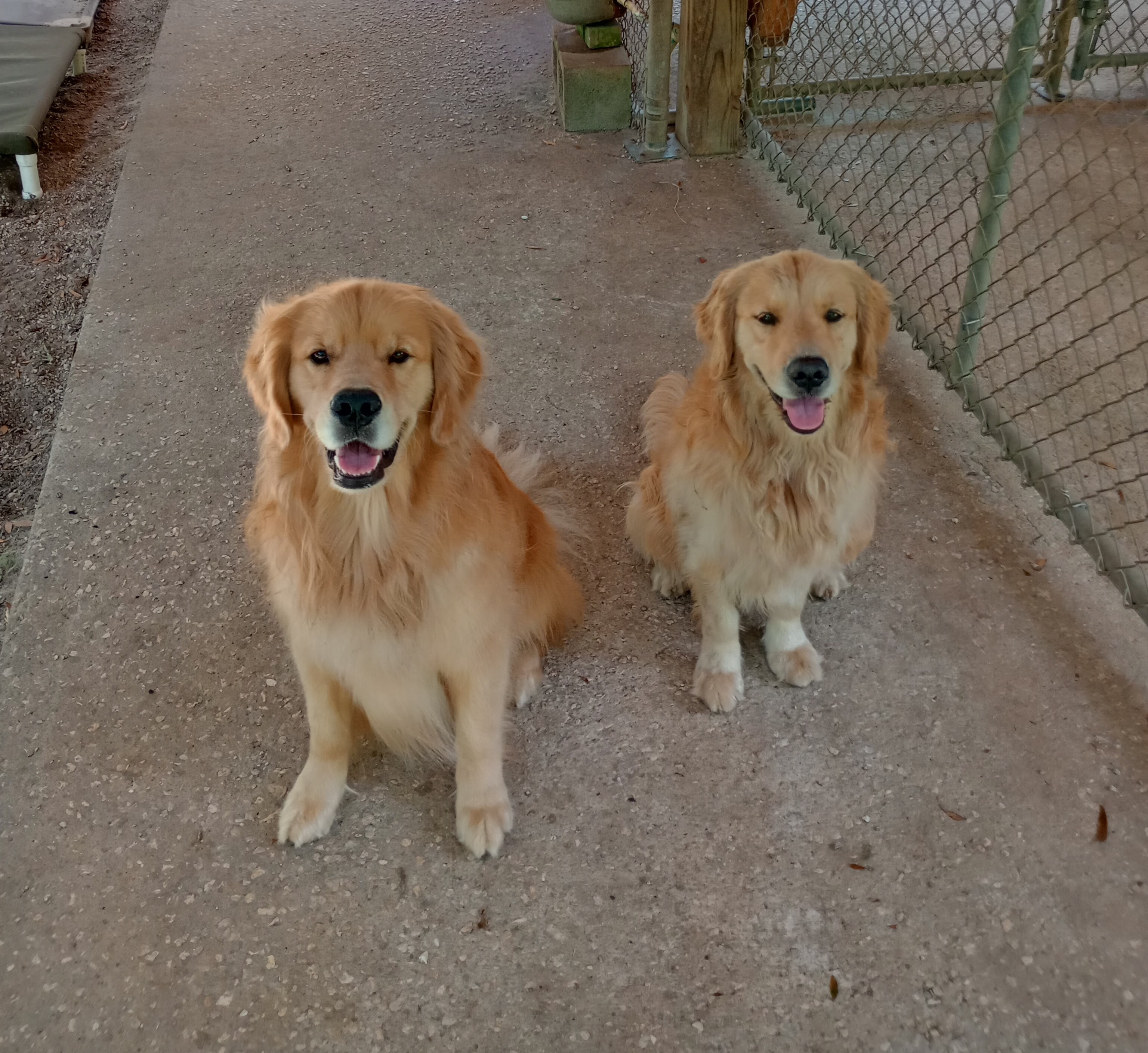 Two golden retrievers Atlanta service dog facility